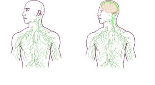 Maps of the lymphatic system