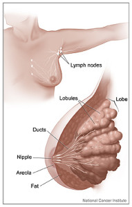 Lymph Nodes in Breast